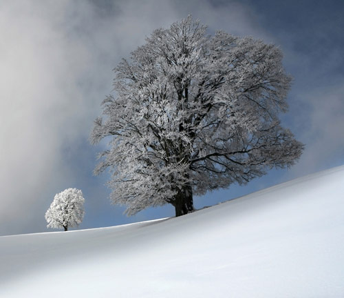 Beautiful Trees in Winter